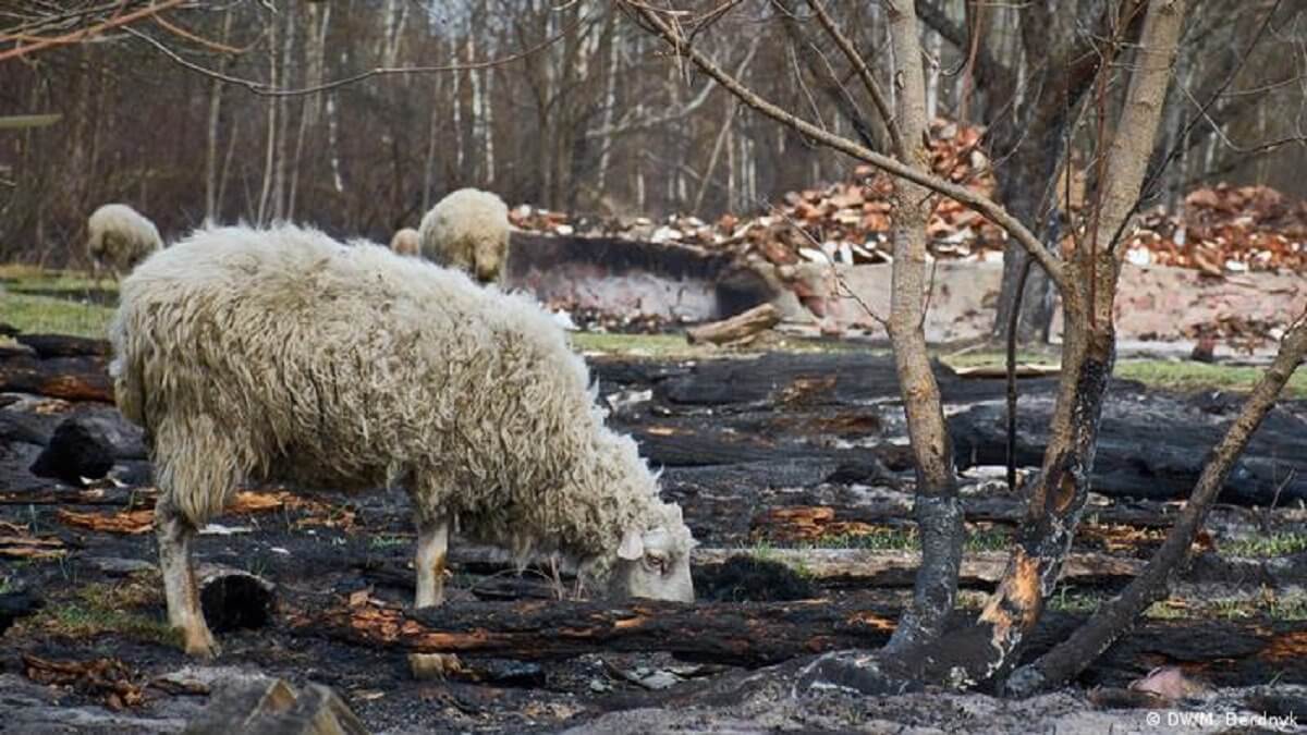 Атырауда мыңнан астам қой тірідей өртеніп кетті