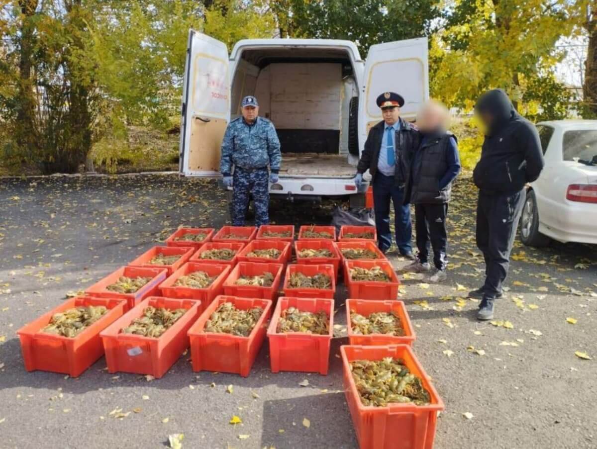 ШҚО-да ер адам 360 келіден аса шаянды заңсыз тасымалдаған