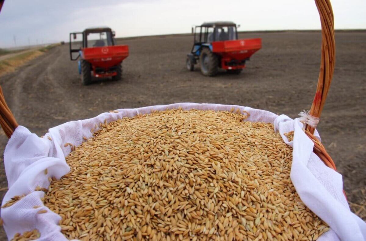Астық кептіретін орын. Рис посевной. Рис производители. Производство риса. Кызылординский рис.