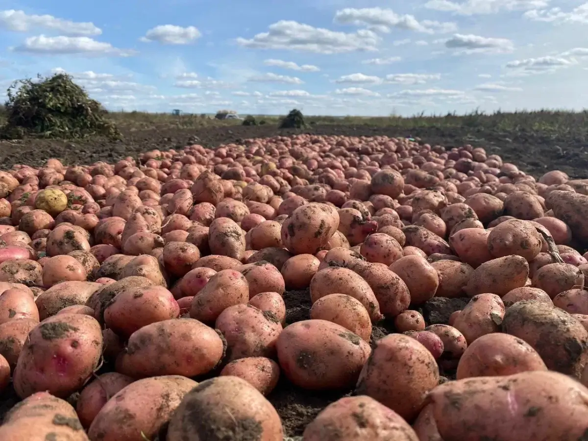 Қазақстанда жемшөп, майлы дақылдар, картоп пен қызылша егісі ұлғаяды – АШМ