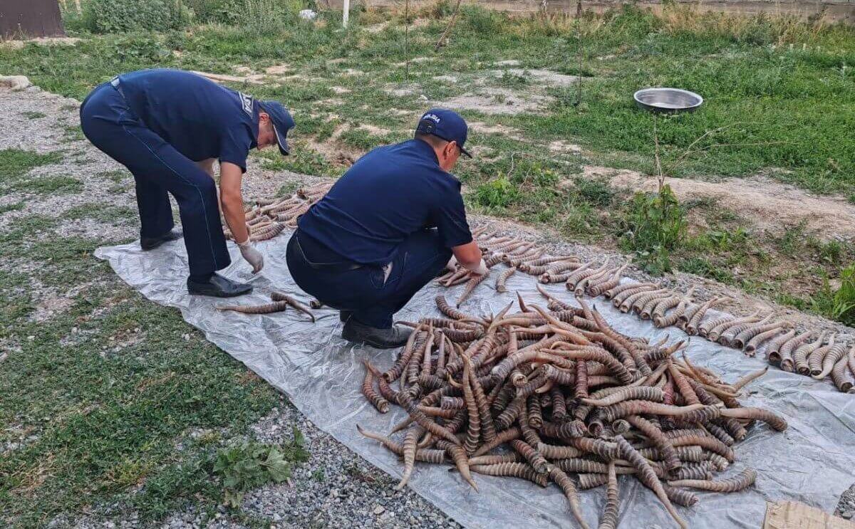 Жетісу облысының тұрғыны жалпы құны 1,2 млрд теңге болатын мүйіздерді үйінде сақтаған