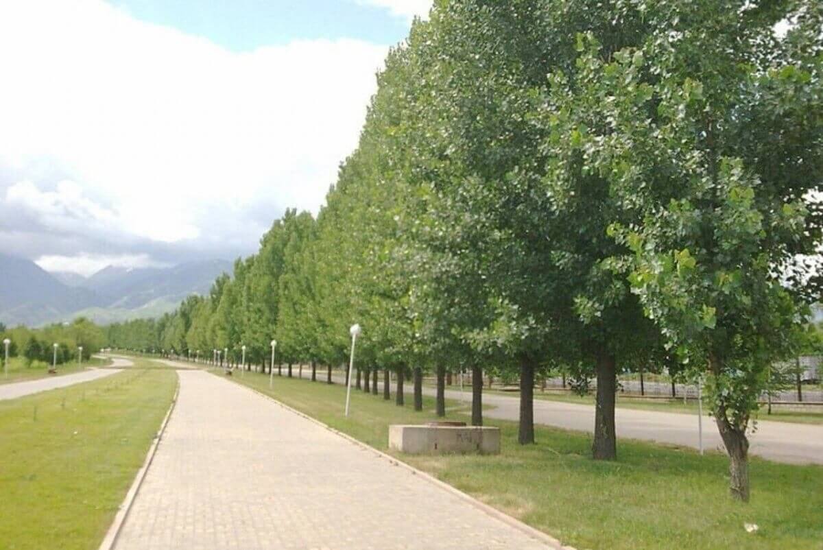 Сенбіге арналған ауа райы болжамы