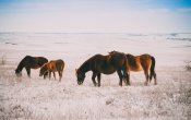 Жайылымы тапшы ауылда егістікке түскен жылқыларды мылтықпен атқан