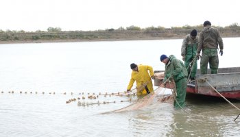 Түркістан облысында 130 келіге жуық балық аулаған браконьерлер ұсталды