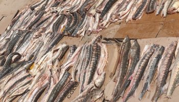 Бекіре-2022: Бір аптада тоннаға жуық балық заңсыз айналымнан алынды