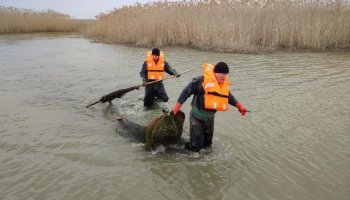 Каспий теңізінде 100-ден астам браконьер ұсталды
