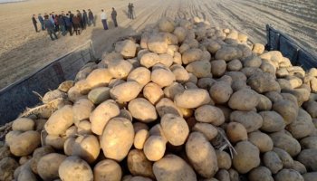 Павлодарлық прокурорлар жарамсыз картопты сатқызбағаны үшін марапатталмақ