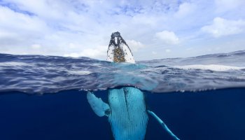 Калифорния жағалауында кит екі адамды жұтып қойды (ВИДЕО)