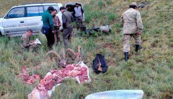 Испаниялық браконьерлер Жетісу өңірінде Сібір тауешкілерін атқан