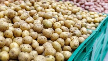 Қарағанды облысында картоптың бағасы 30%-ға арзандады