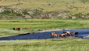 Павлодар облысында мыңға жуық адам қараусыз жүрген малы үшін жауапқа тартылды