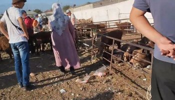 Түркістан облысында мал базарында ұсталып қалған ұрыны адамдар жабылып соққыға жықты (видео)