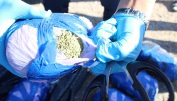 Қызылорда облысында ер адамнан 20 келіге жуық марихуана тәркіленді