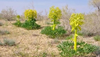 Түркістан облысында аса бағалы дәрілік өсімдікті пайдалануға тыйым салынды