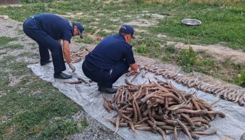 Жетісу облысының тұрғыны жалпы құны 1,2 млрд теңге болатын мүйіздерді үйінде сақтаған