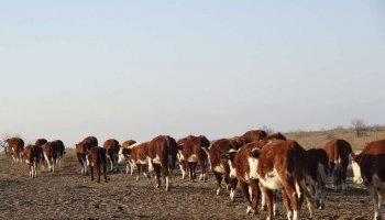 Ақтөбе облысындағы мал өліміне қатысты болжам айтылды