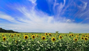 Сенбіге арналған ауа райы болжамы