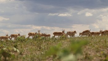 Былтыр 42 мың киік жойылған