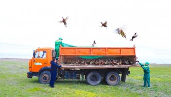 Елорданың жасыл белдеуіне тағы 750 қырғауыл жіберілді