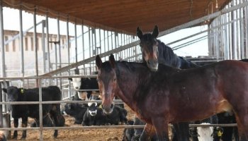 Асыл тұқымды мал шаруашылығын субсидиялау қағидаларына өзгерістер енгізілді