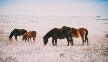 Жайылымы тапшы ауылда егістікке түскен жылқыларды мылтықпен атқан